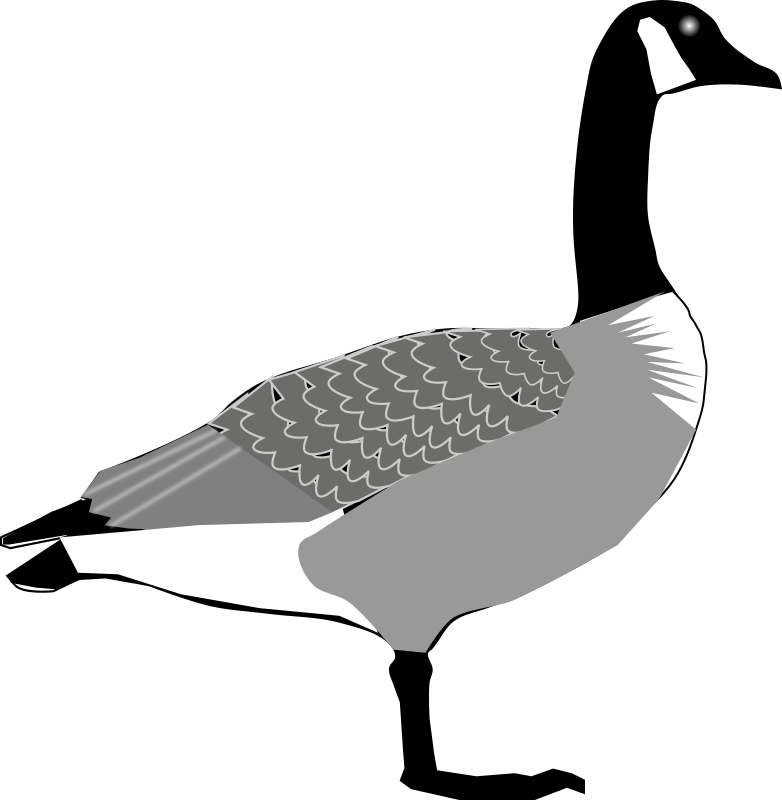 Canada Goose