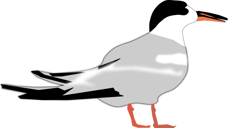Tern