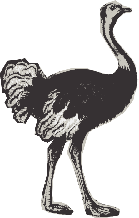 Basic Ostrich