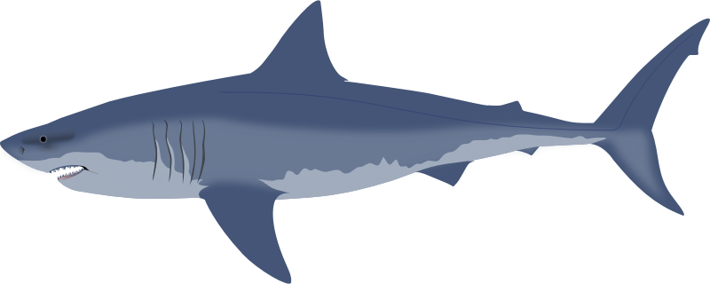 Great white shark
