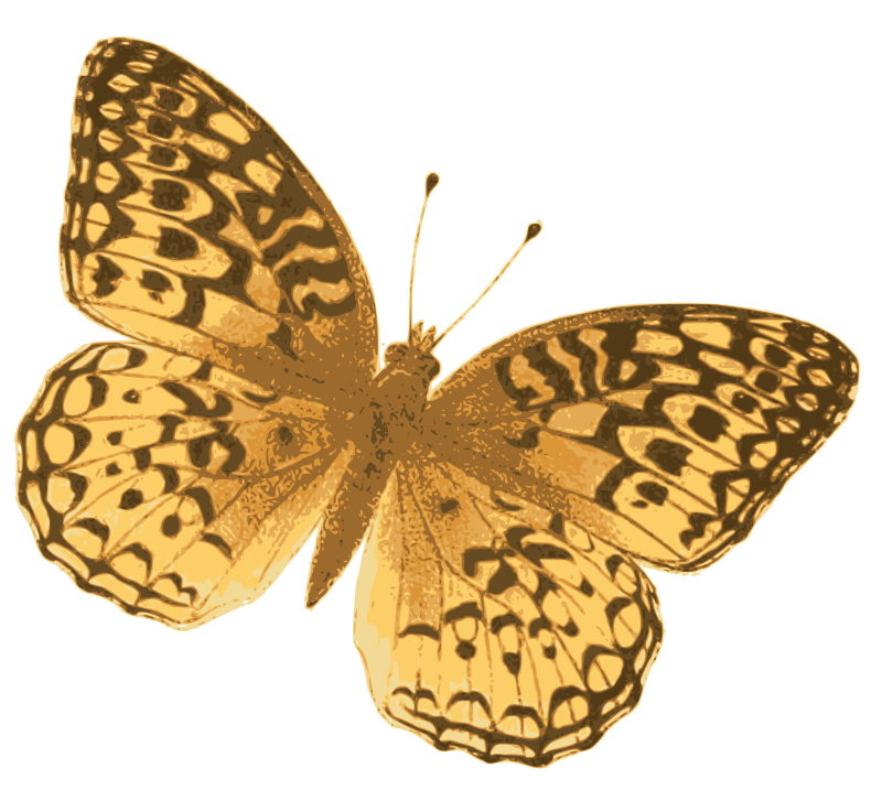 Orange Butterfly
