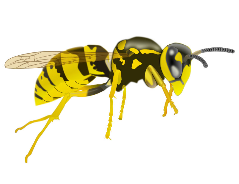Yellow Jacket