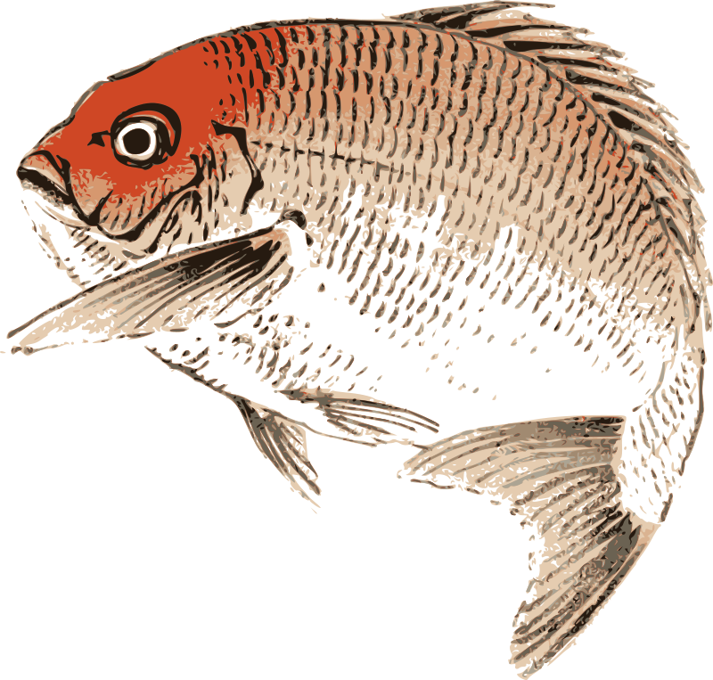 Seabream