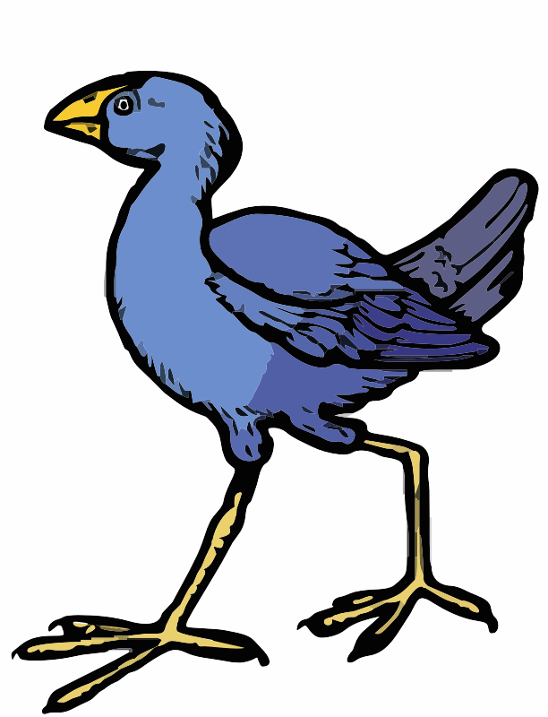 A Pukaka bird from New Zealand