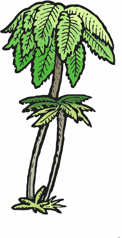 Punga Tree Fern