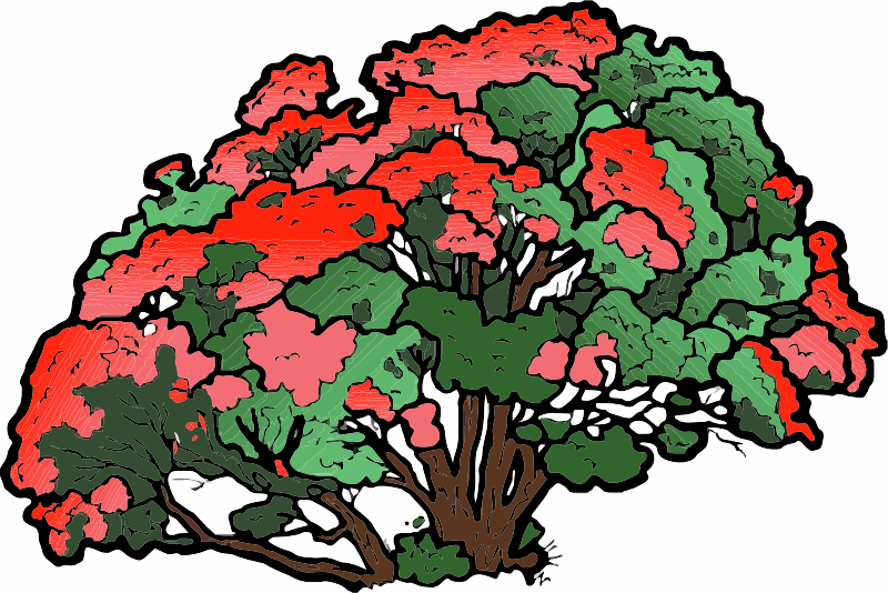 A Pohutukawa Tree