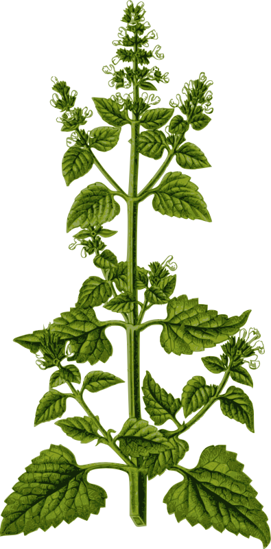 Catnip