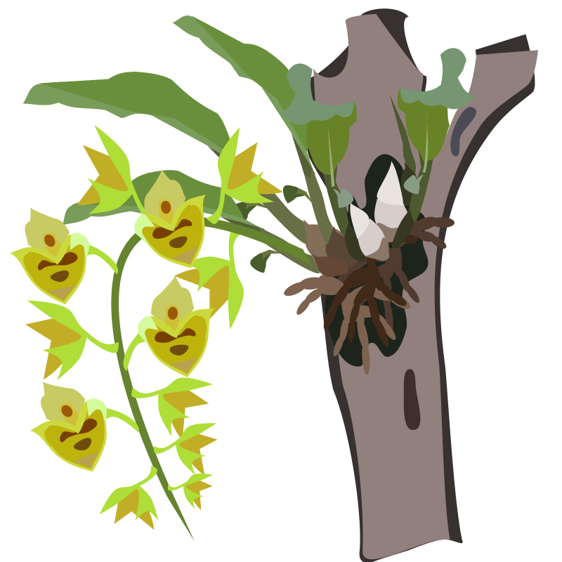 Catasetum