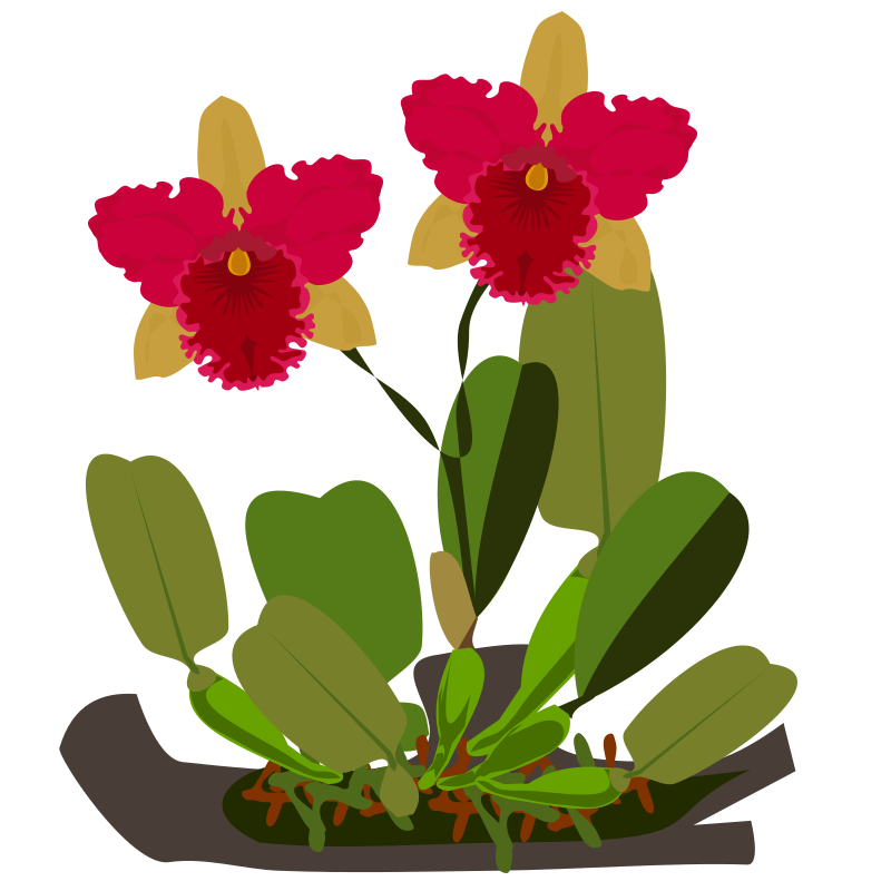 Cattleya