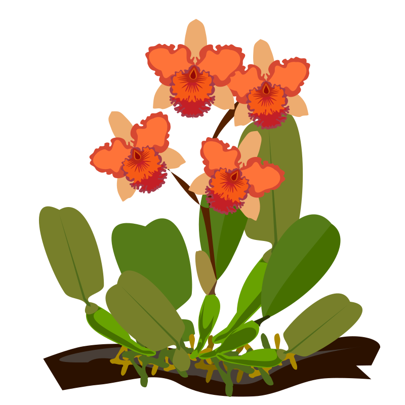 Cattleya