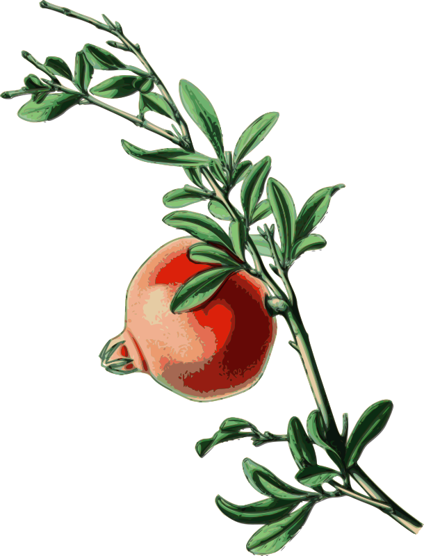 Pomegranate