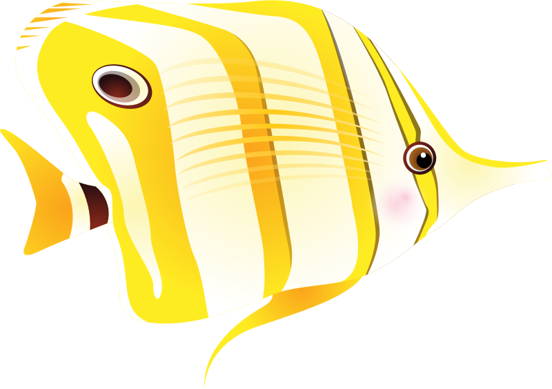 butterflyfish