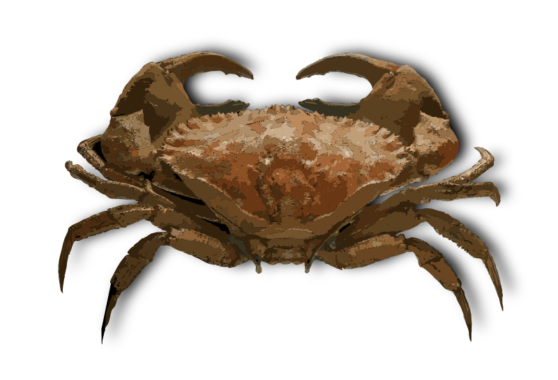 Crab - Isolated