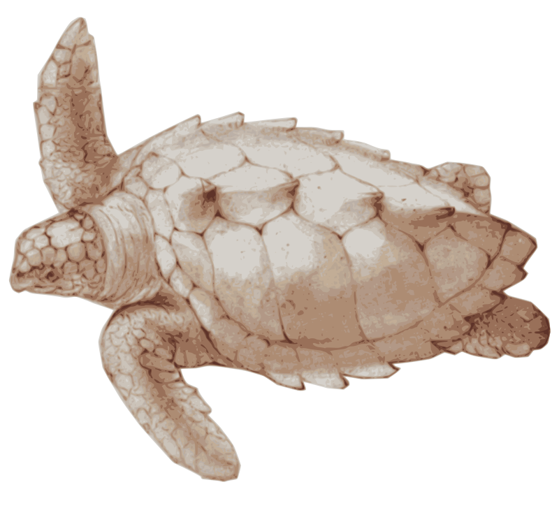 Loggerhead Sea Turtle