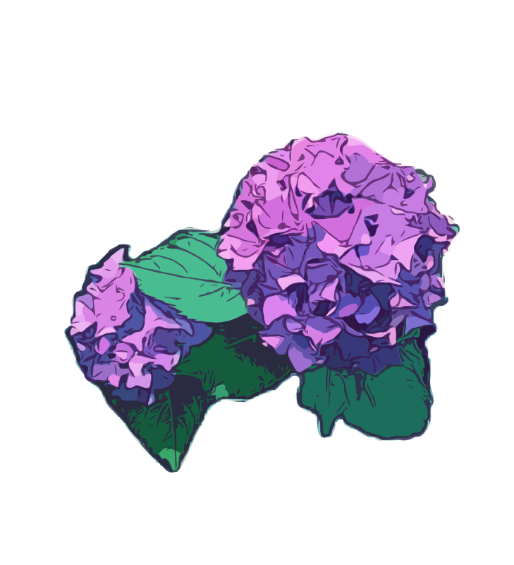 Hydrangea