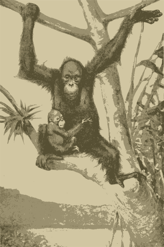 Orangutan Mother and Kid