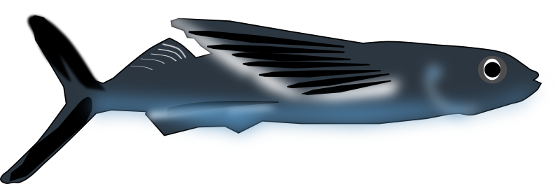 flying fish