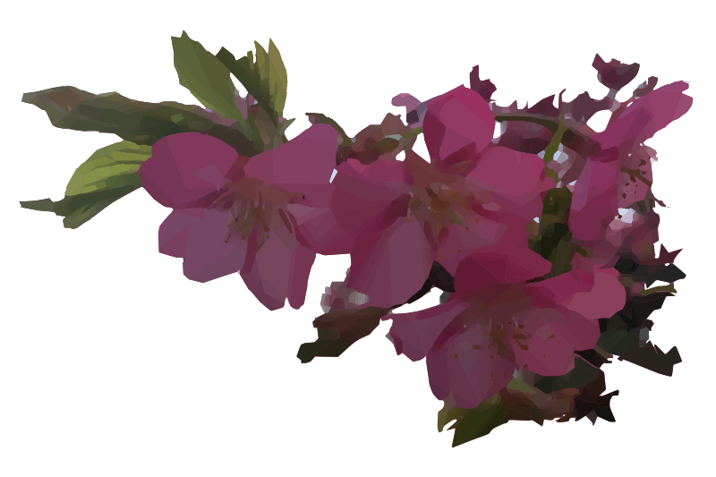 Cherry Blossoms