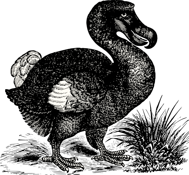 Raphus cucullatus