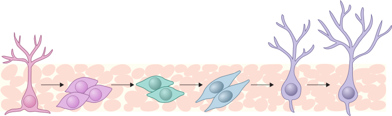 Neurogenesis