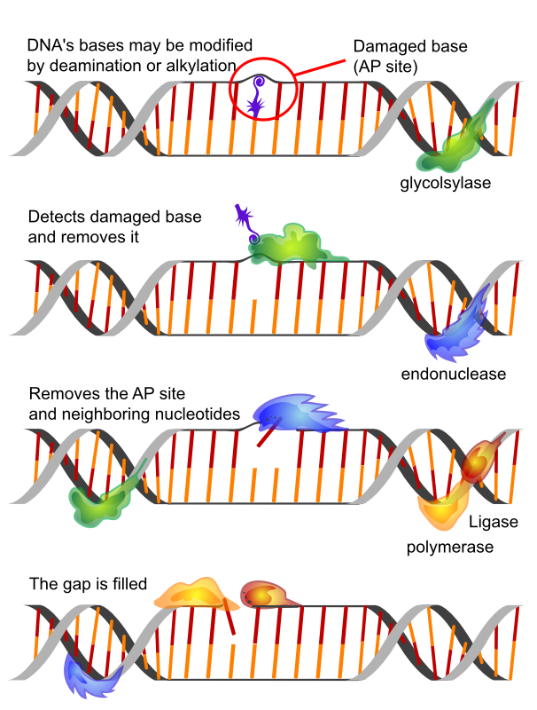 DNA repair mechanism
