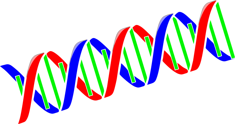Basic DNA Chain