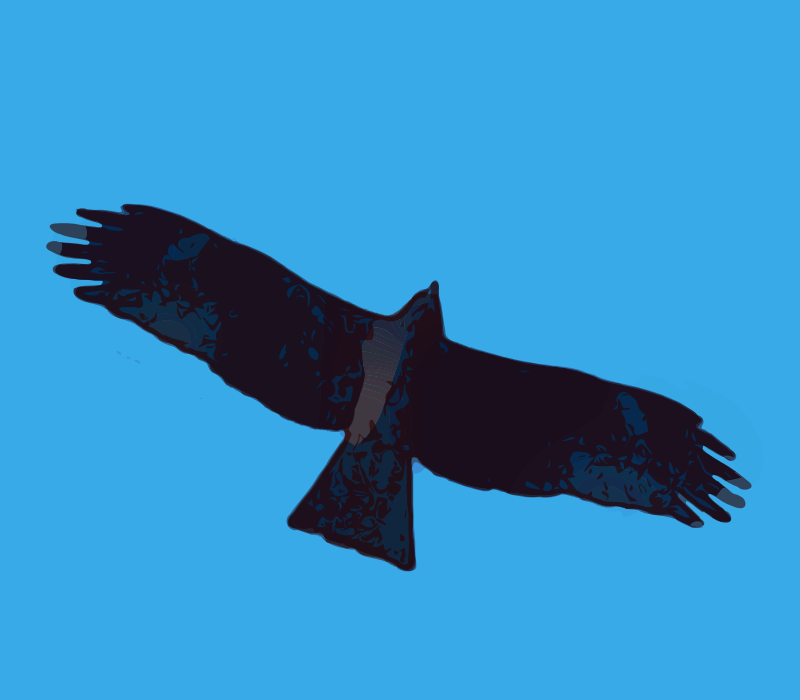 Hawk in the Air