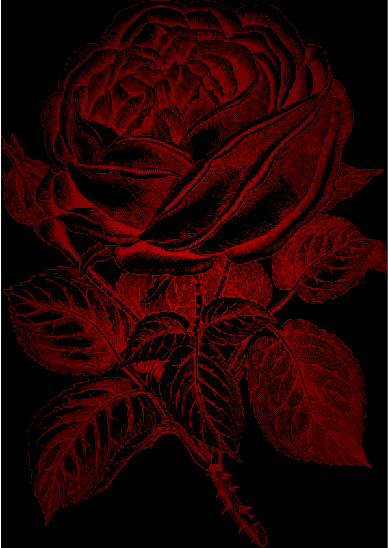 RedRose