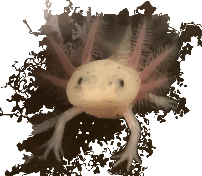 Axolotl