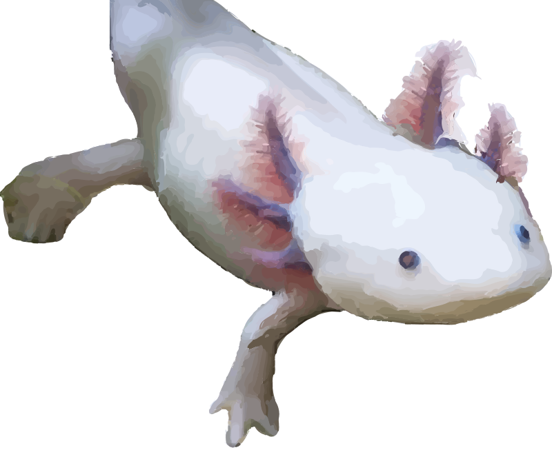 Axolotl