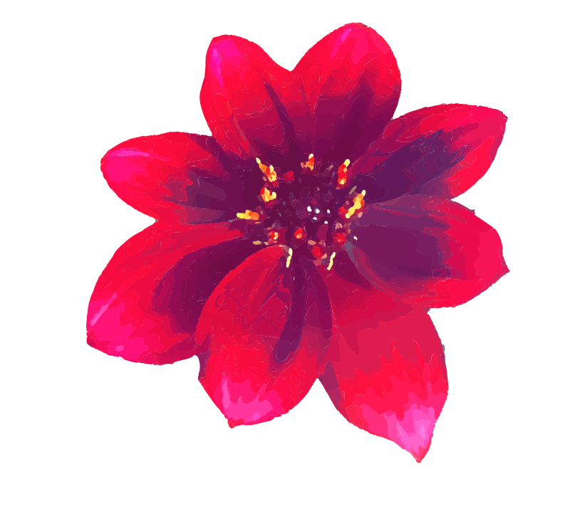 Red Dahlia
