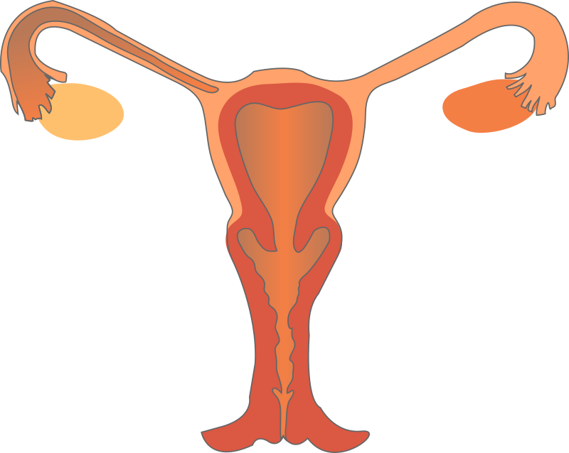 Female Reproductive System