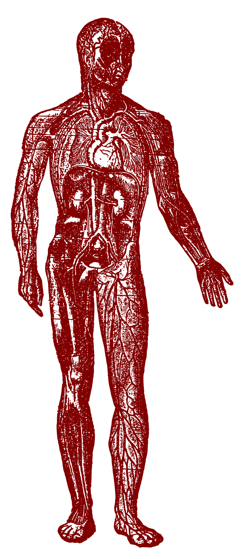 Inside the Human Body