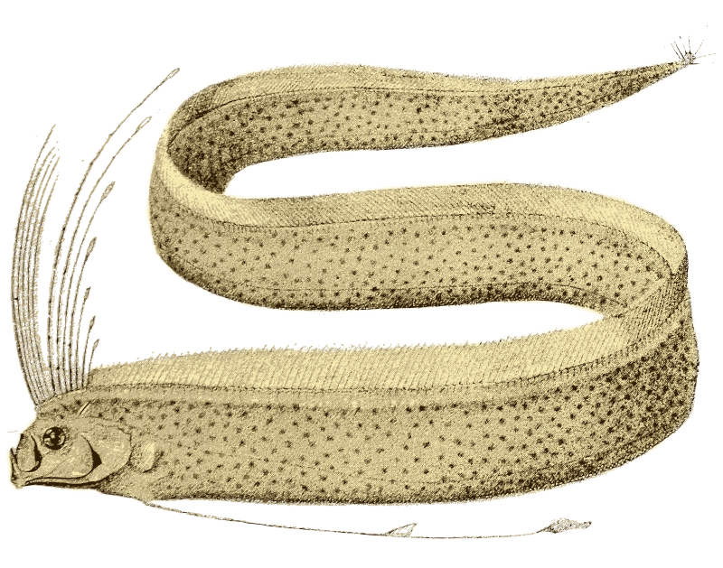 Giant Oarfish