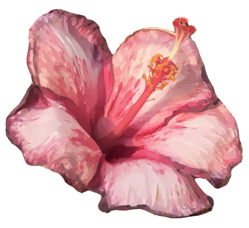 Pink Hibiscus
