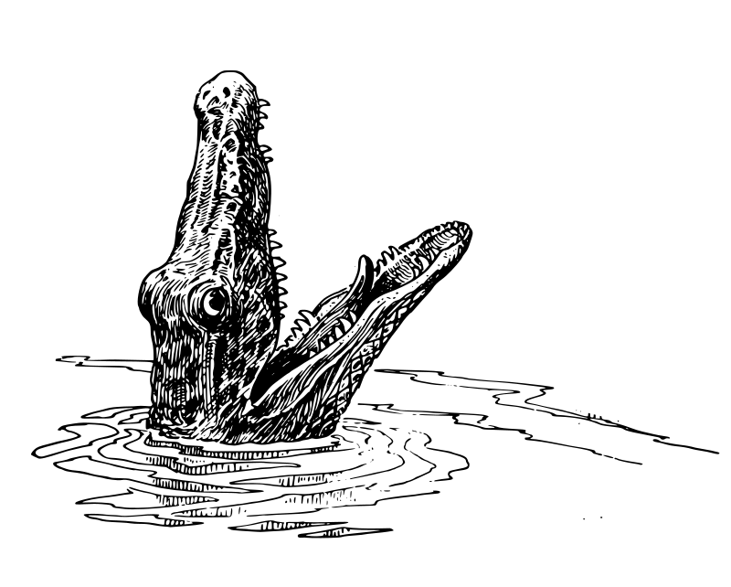 Alligator