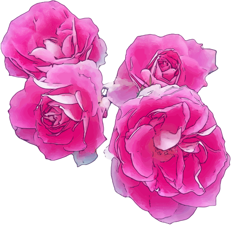 Pink Roses