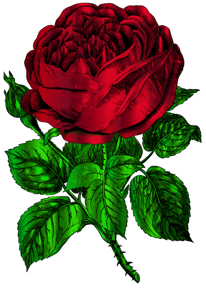 Vintage Rose - Two Colour Remix
