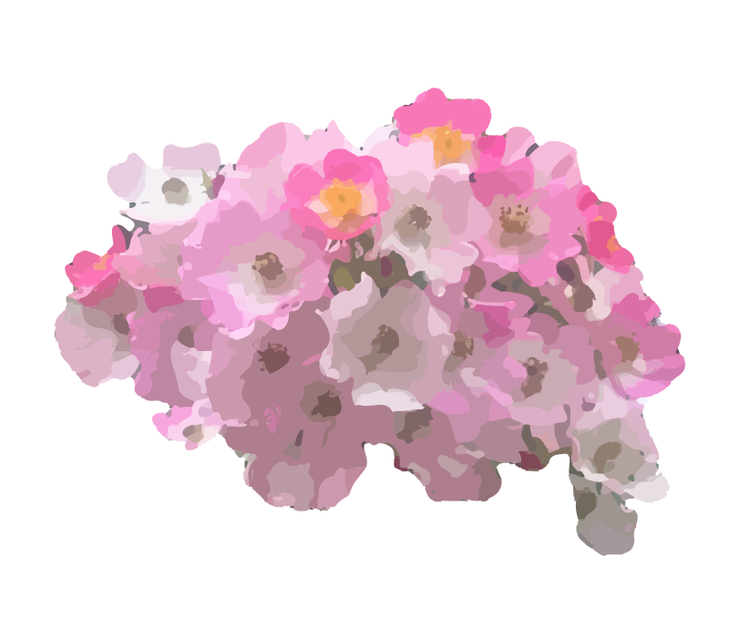 Pink Flowers