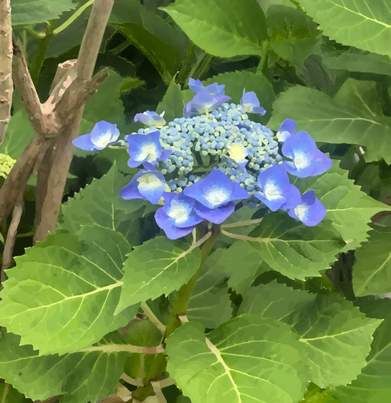 Blue Hydrangea