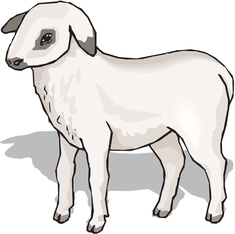 sheep with shadow