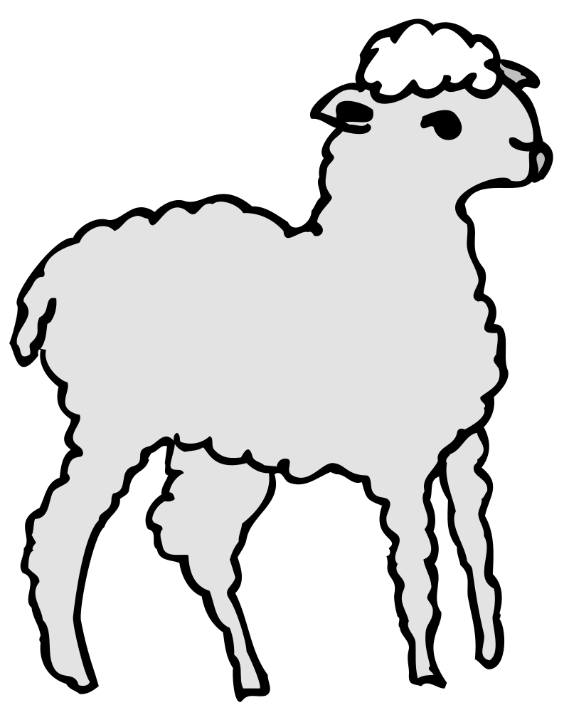 fluffy light gray sheep standing