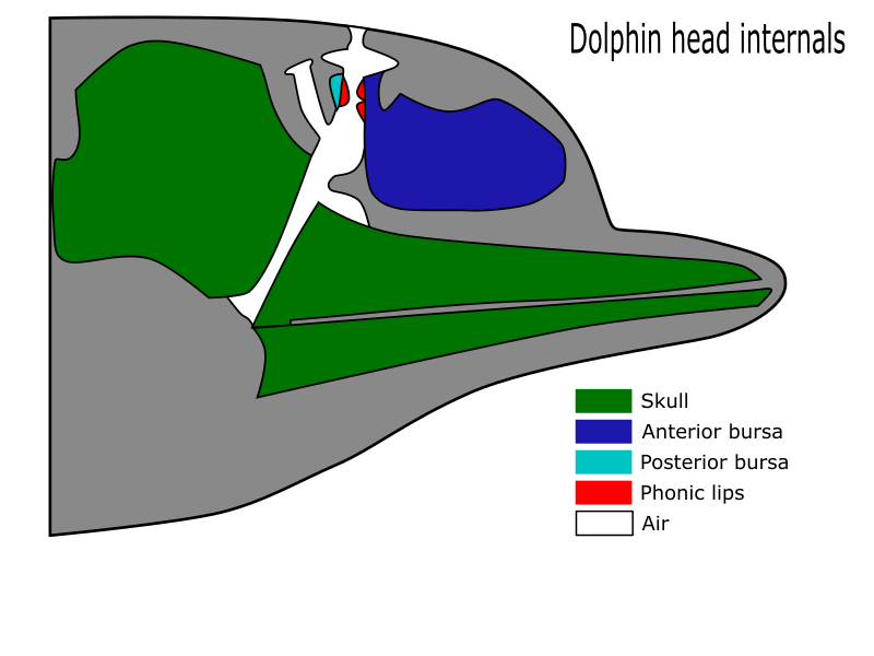 Dolphin Head Internals