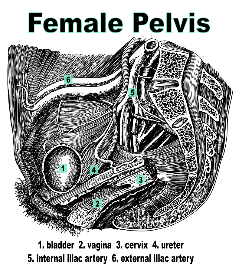 Female Pelvis