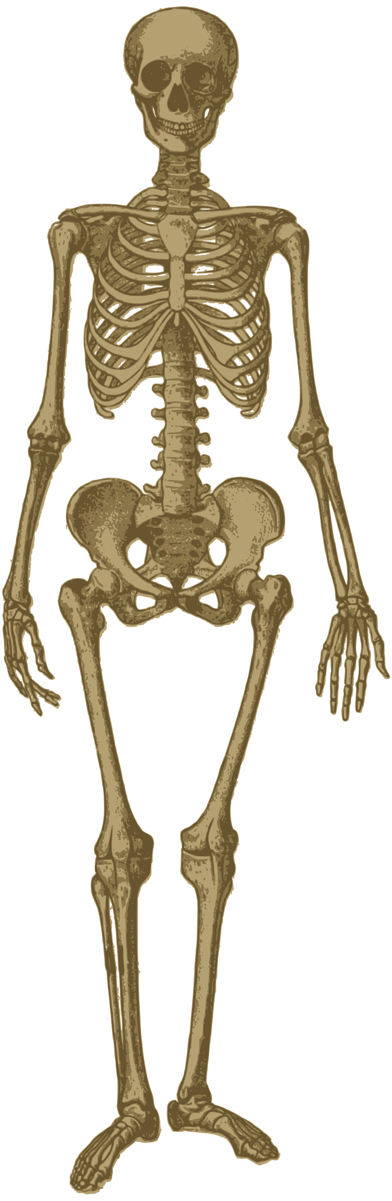 Skeleton