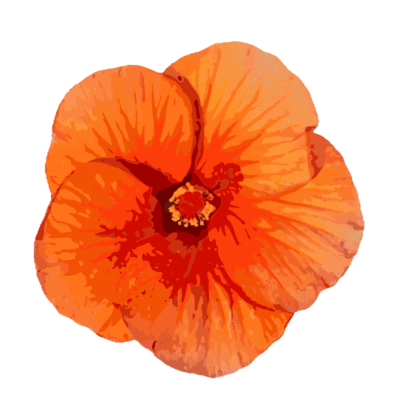 Orange Hibiscus