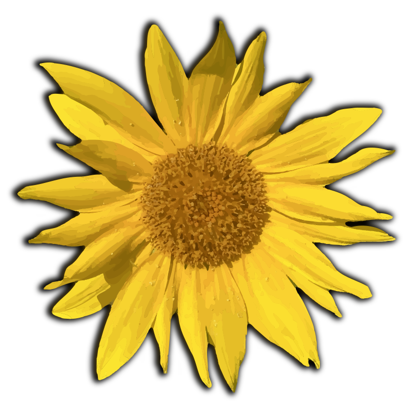 Sunflower Burst