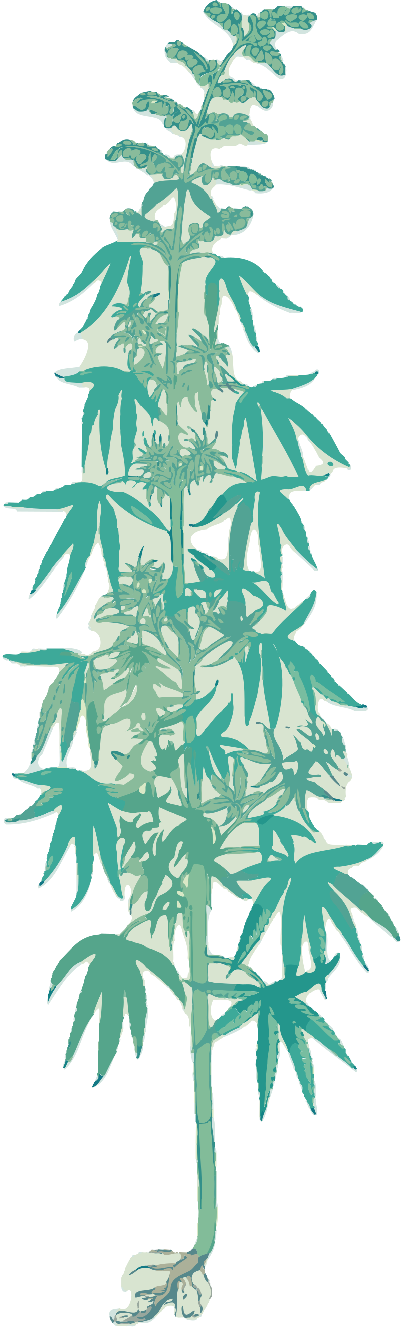 Hemp Plant