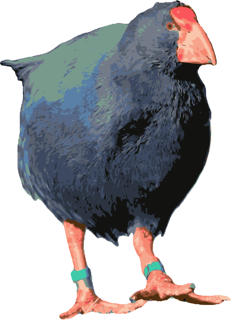 Takahe