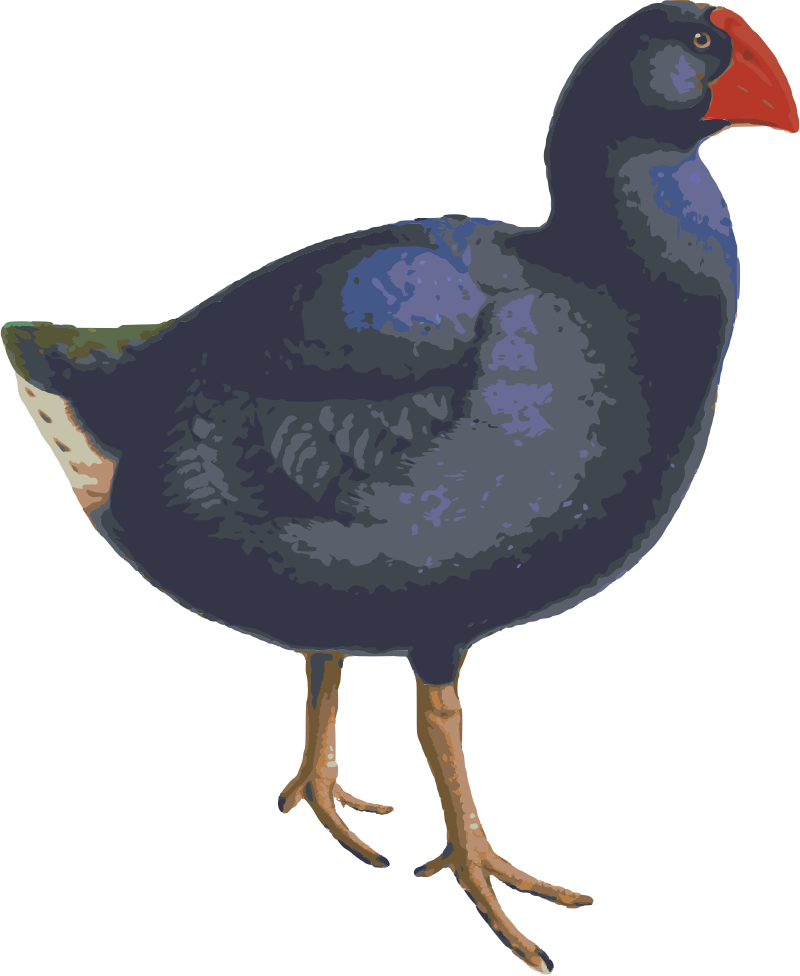 Takahe Illustration